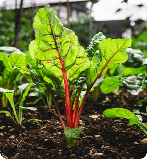Naturally grown produce